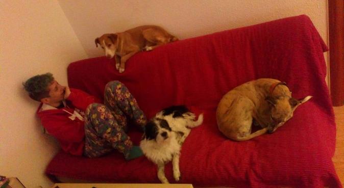 Villapeluda - el sofá es siempre primero del perro, canguro en BADALONA