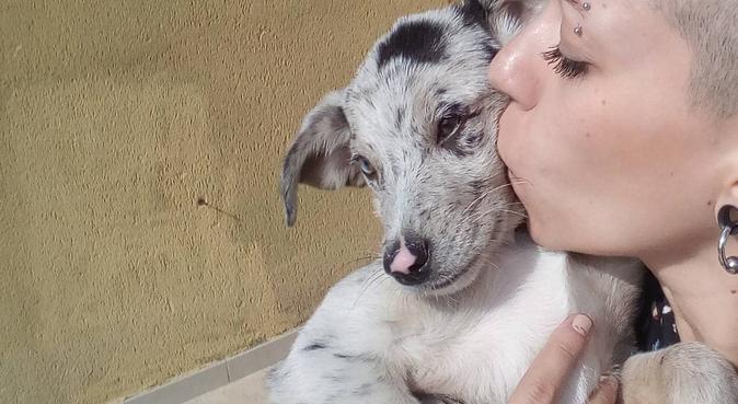 Offresi passeggiate, compagnia, cura e coccole!, dog sitter a Palermo