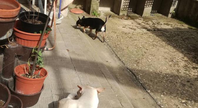 Relax e coccole, dog sitter a Roma