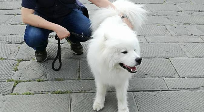 Passeggiate, anche per cagnolini "turisti" :-), dog sitter a Genova