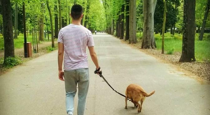 Lunghe passeggiate per il vostro migliore amico, dog sitter a Florence