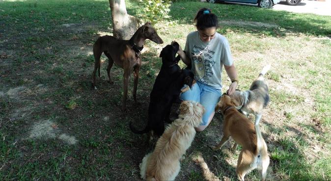 Il giardino degli allegri cagnolini!, dog sitter a Polverara