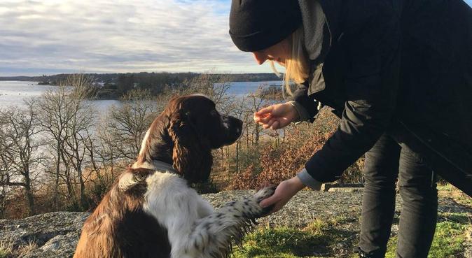 Kärleksfull hundpassning i Slottsstaden, hundvakt nära Malmö