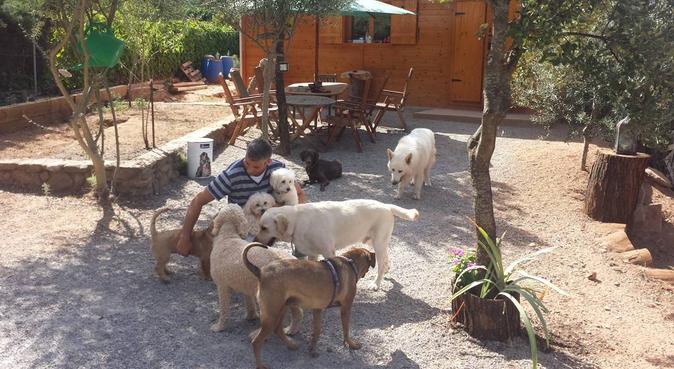 Colonias y juegos para tu pelud@!(educador canino), canguro en Terrassa