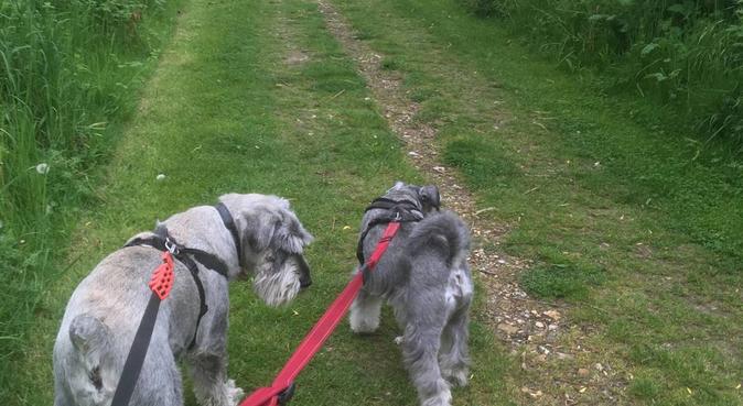 Emma's Hiking Hounds, dog sitter in Uxbridge