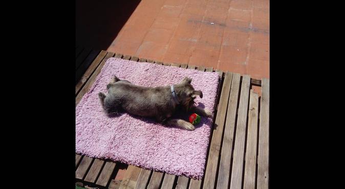Have some fun and new experiences :), dog sitter in Palma