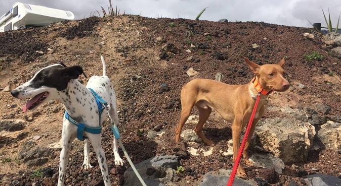 El hogar y compañía que busca para su perro., dog sitter in Puerto del Rosario, España