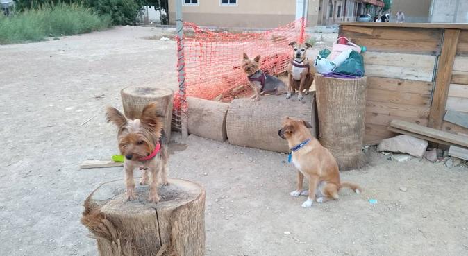 Cuidadora amorosa de los perros, canguro en Murcia, España