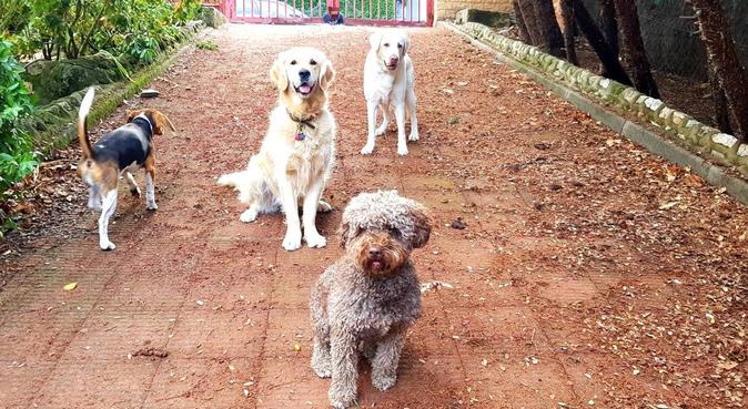 Chalet de campo para perros grandes y pequeños, Hundesitter in Las Rozas