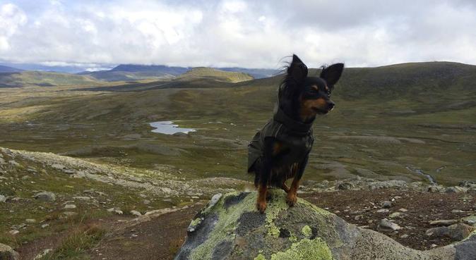 Jeg passer gjerne hunden din! (Carl Berner), hundepassere i Oslo