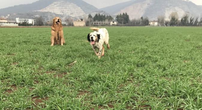 Dritto al cuore del tuo cane ❤️, dog sitter a Brescia, BS, Italia