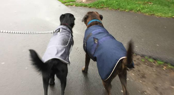 Dog Day Care and Walking, dog sitter in Leeds