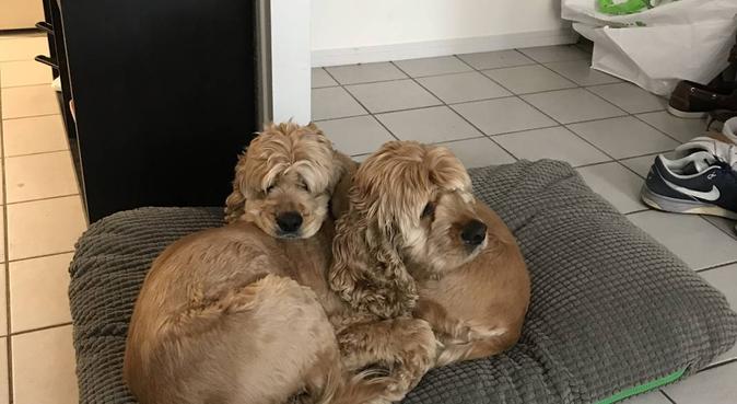 Florette et Louis, deux amoureux des chiens!, dog sitter à Lyon