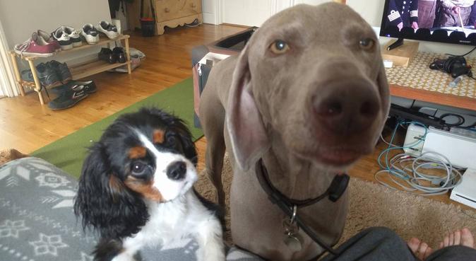 Experienced Dog loving couple, dog sitter in London