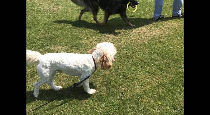 Energetic dog lover in L17 near Sefton Park, dog sitter in Liverpool