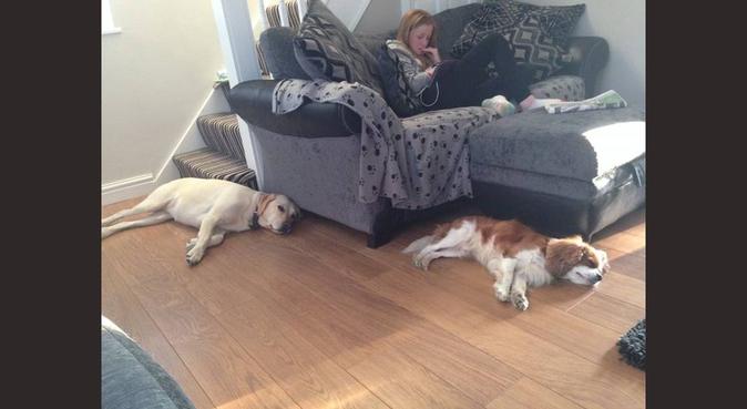 Dog House Home Boarding, dog sitter in manchester