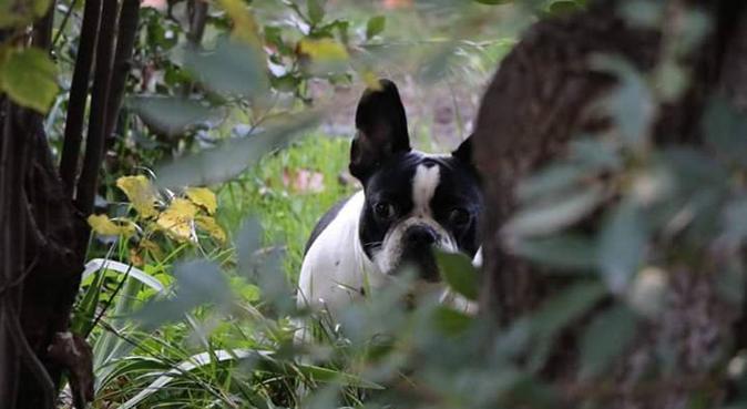 Le bien être de vos animaux avant tout, dog sitter à Aix-en-Provence