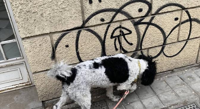 Amante de los perritos, canguro en Granada