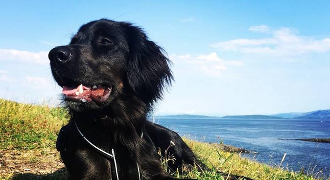 Fleksibel og ansvarsfull hundelufter!, hundepassere i Bodø