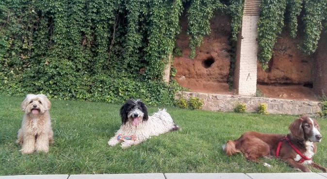 Con un perro al fìn del mundo..., dog sitter a Barcelona
