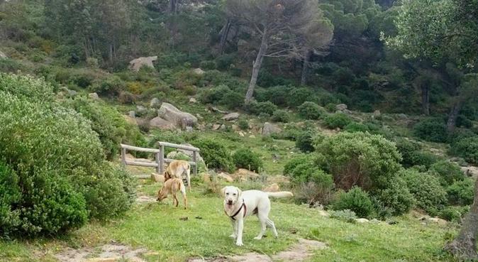 !!!🐕BIENVENIDO A TU CASA🐇!!!, dog sitter in Algeciras