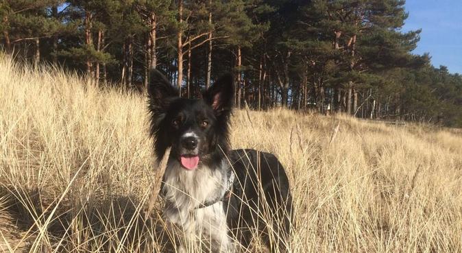 Mye kjærlighet og positiv trening, hundepassere i Vollen, Norge
