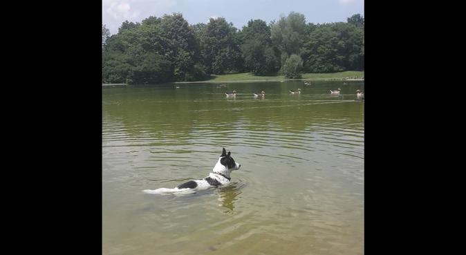 Dog heaven welcomes playful new friends in Munich, Hundesitter in Munich