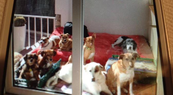🐾 FRANCI'S HOUSE 🐾, dog sitter in Les Roquetes del Garraf