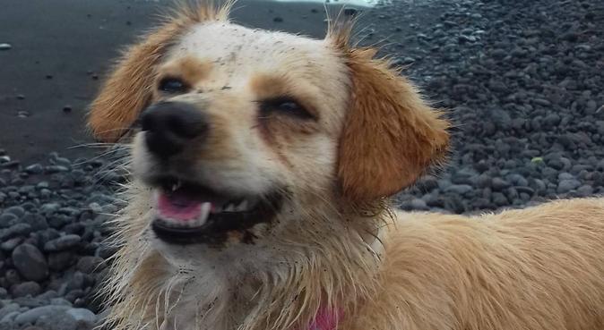 Su compañero en el mejor ambiente, dog sitter a San Cristóbal de La Laguna, España