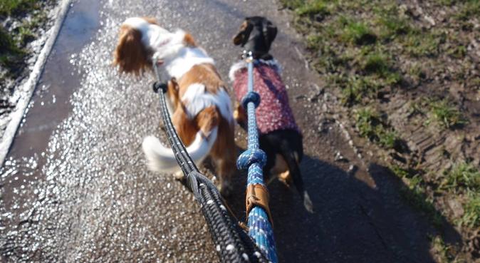 Attentive and friendly dog walker in North London, dog sitter in Hornsey