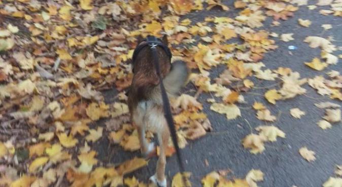 Reliable dogsitter :), dog sitter a Oslo