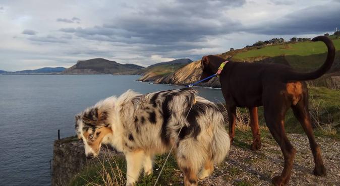 Paraíso para los perros en la playa y montaña., canguro en Zierbana