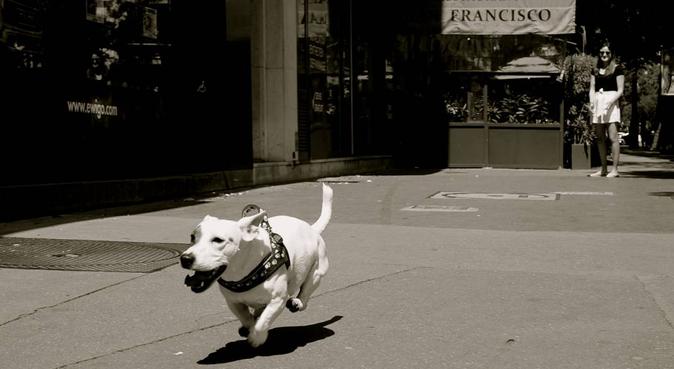 Dog Serial lover Paris 9, dog sitter à Paris