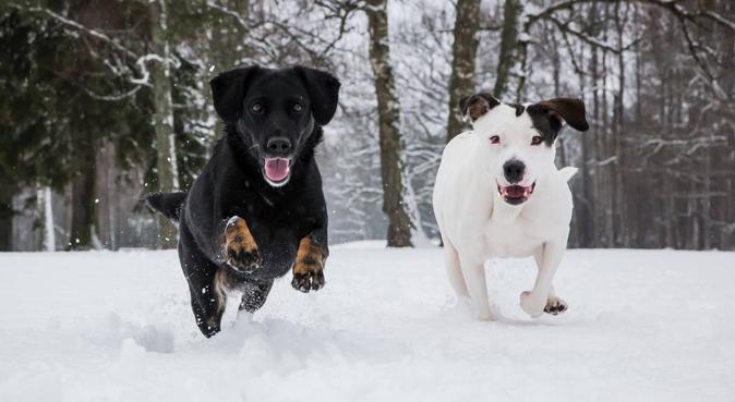 Aktiv och kärleksfull hundpassning i Växjö, hundvakt nära Växjö