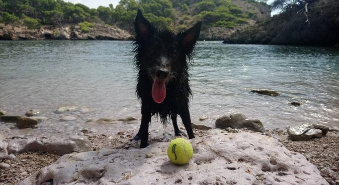 Ellos también necesitan vacaciones, hundvakt nära Palma de Mallorca, España