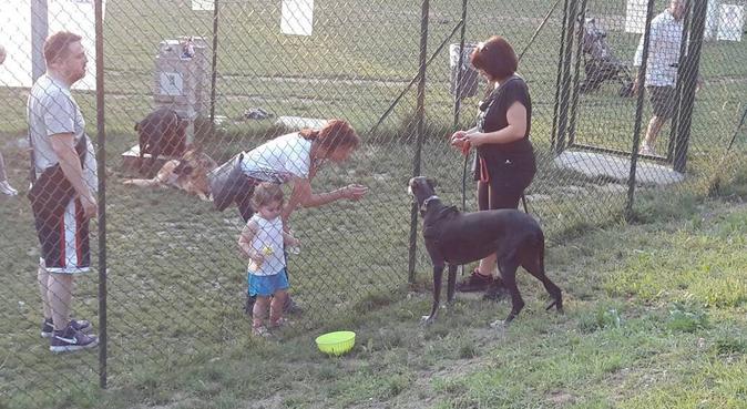 Competenza proffesionale, amore e rispetto., dog sitter a Caglio, CO, Italia