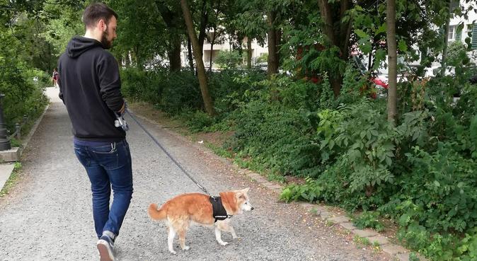 Pet Lover, Hundesitter in Berlin