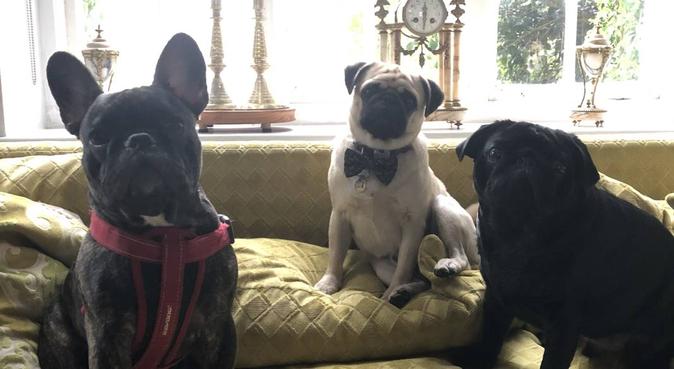 Precious Pug Palace for Pampered and loved pooches, dog sitter in London
