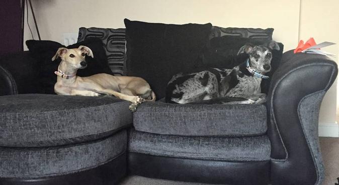 Family ready to give your dog love & attention, dog sitter in Leeds