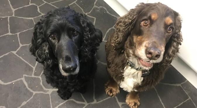 3 dog lovers for the price of 1!, dog sitter in Leeds
