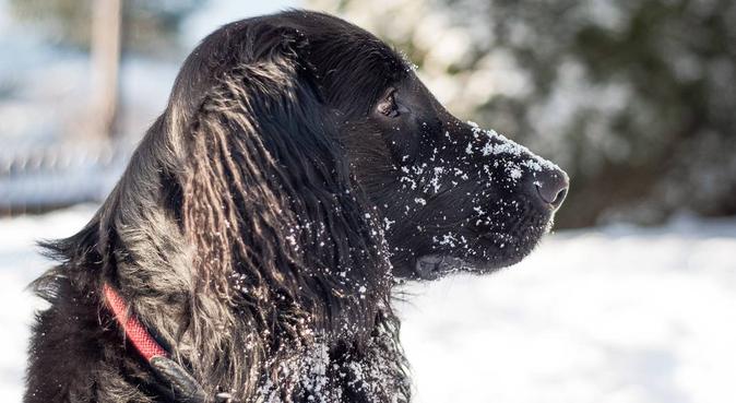 Turglad bergenser som liker turer med hund, hundvakt nära Oslo