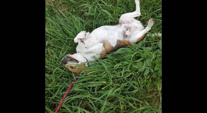 Promenades ouafesques 🐶, dog sitter à La Valette-du-Var