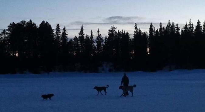 Tur med hund! Personlig hundelufter/instruktør, hundvakt nära Oslo