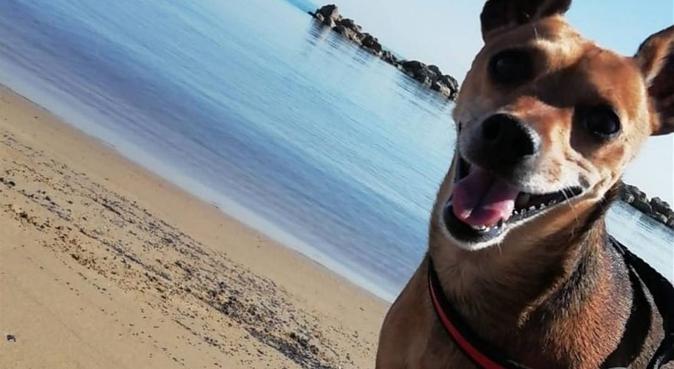 Tanta pazienza per i vostri amici a 4 zampe, dog sitter a Francavilla al Mare, CH, Italia