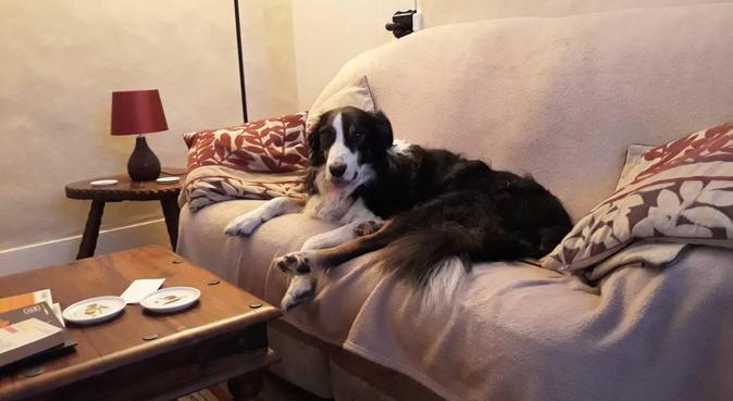Dog Home from Home, dog sitter in Ashford