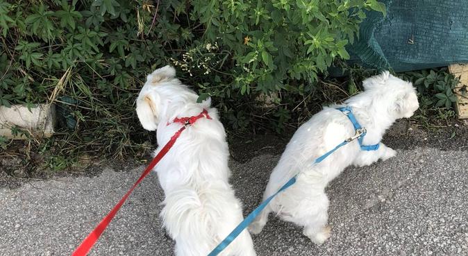 Paseos y cuidado de perros 🐕, dog sitter in Fuengirola, España