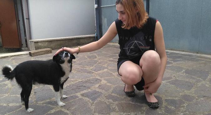 Passeggiate e coccole assicurate !, dog sitter a Roma