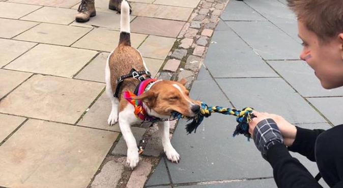 Nice hooman your dog can walk with, dog sitter in Coventry