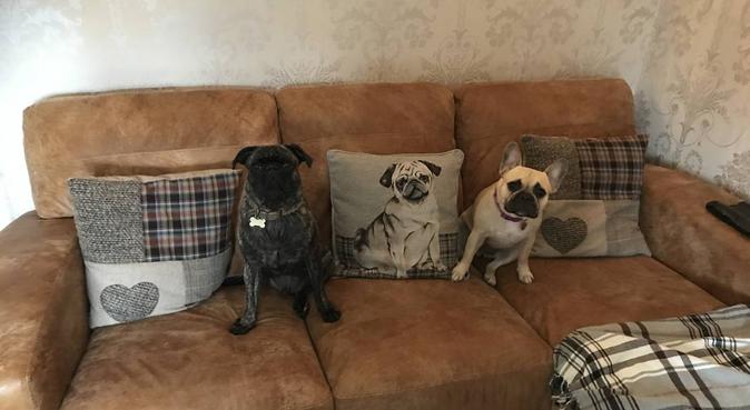 A home from home for your precious pooch! 🐶, dog sitter in Sheffield