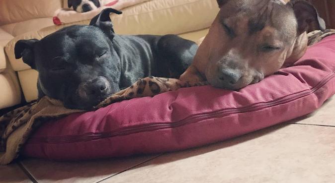 Giada : La migliore amica dei cani 💚🐶, dog sitter a Suzzara